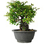Chaenomeles speciosa, 19 cm, ± 30 jaar oud, op een rots van 6 x 3 x 11 cm