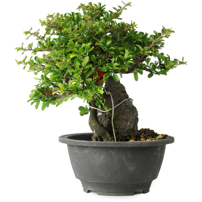 Chaenomeles speciosa, 19 cm, ± 30 years old, on a rock of 6 x 3 x 11 cm