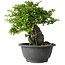 Chaenomeles speciosa, 19 cm, ± 30 jaar oud, op een rots van 6 x 3 x 11 cm