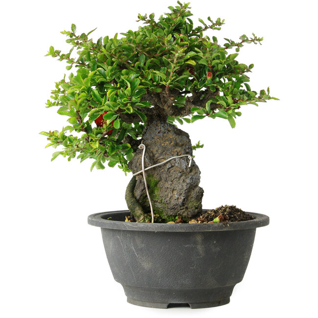 Chaenomeles speciosa, 19 cm, ± 30 años, sobre una roca de 6 x 3 x 11 cm