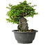 Chaenomeles speciosa, 19 cm, ± 30 jaar oud, op een rots van 6 x 3 x 11 cm