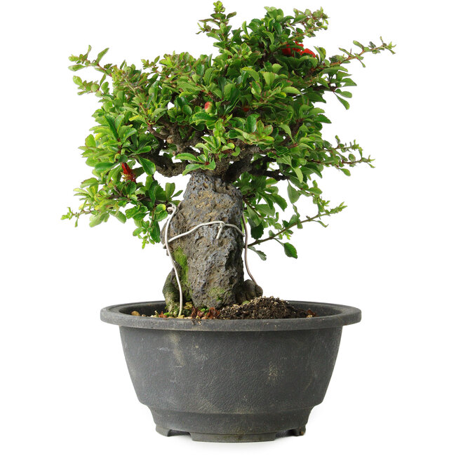 Chaenomeles speciosa, 19 cm, ± 30 Jahre alt, auf einem Stein von 6 x 3 x 11 cm