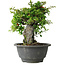 Chaenomeles speciosa, 19 cm, ± 30 jaar oud, op een rots van 6 x 3 x 11 cm