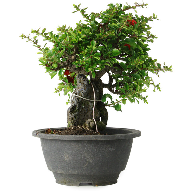 Chaenomeles speciosa, 19 cm, ± 30 years old, on a rock of 6 x 3 x 11 cm