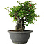 Chaenomeles speciosa, 19 cm, ± 30 Jahre alt, auf einem Stein von 6 x 3 x 11 cm