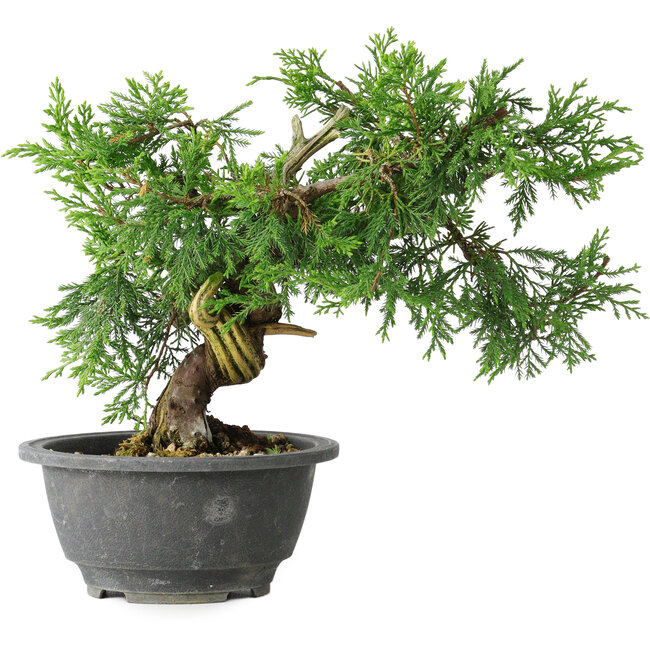Juniperus chinensis Itoigawa, 19 cm, ± 20 jaar oud