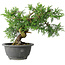 Juniperus chinensis Itoigawa, 19 cm, ± 20 jaar oud
