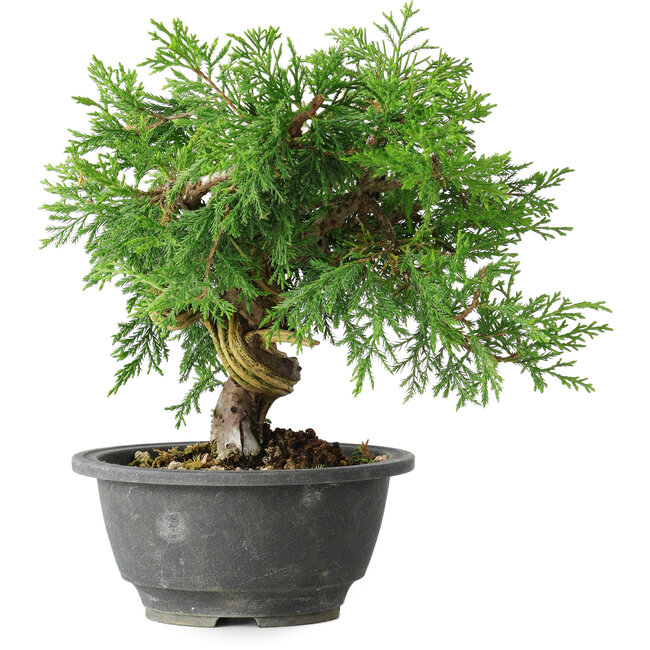 Juniperus chinensis Itoigawa, 19 cm, ± 20 anni