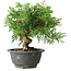 Juniperus chinensis Itoigawa, 19 cm, ± 20 Jahre alt