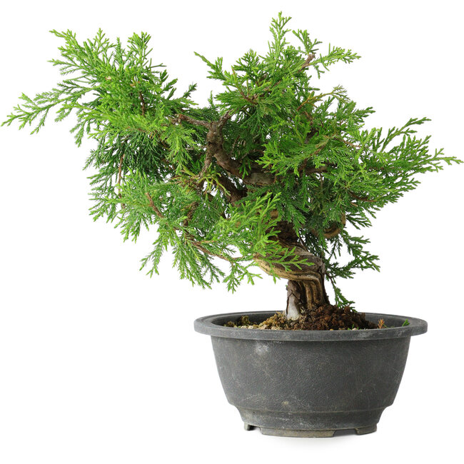 Juniperus chinensis Itoigawa, 19 cm, ± 20 ans