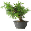 Juniperus chinensis Itoigawa, 19 cm, ± 20 jaar oud