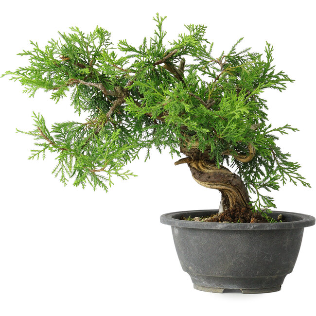 Juniperus chinensis Itoigawa, 19 cm, ± 20 years old