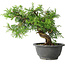 Juniperus chinensis Itoigawa, 19 cm, ± 20 jaar oud