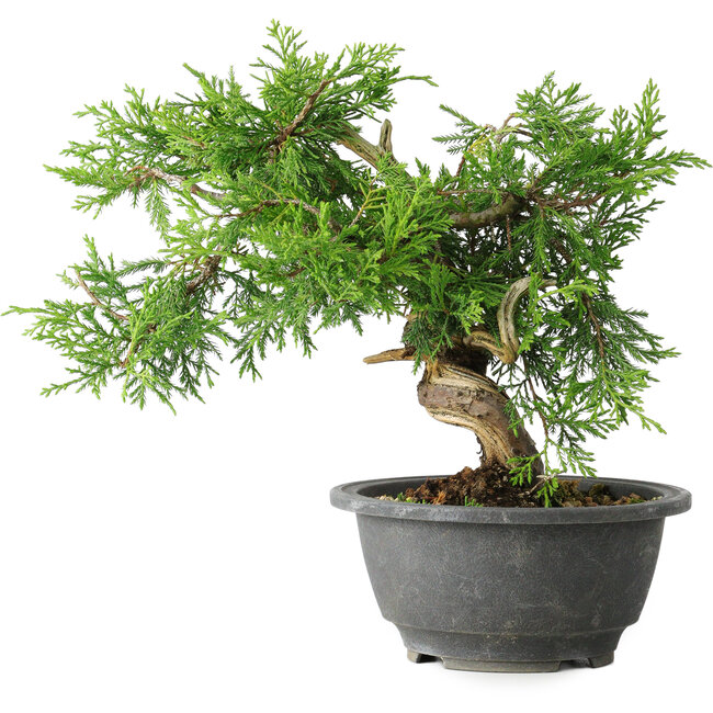Juniperus chinensis Itoigawa, 19 cm, ± 20 ans
