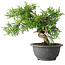 Juniperus chinensis Itoigawa, 19 cm, ± 20 Jahre alt