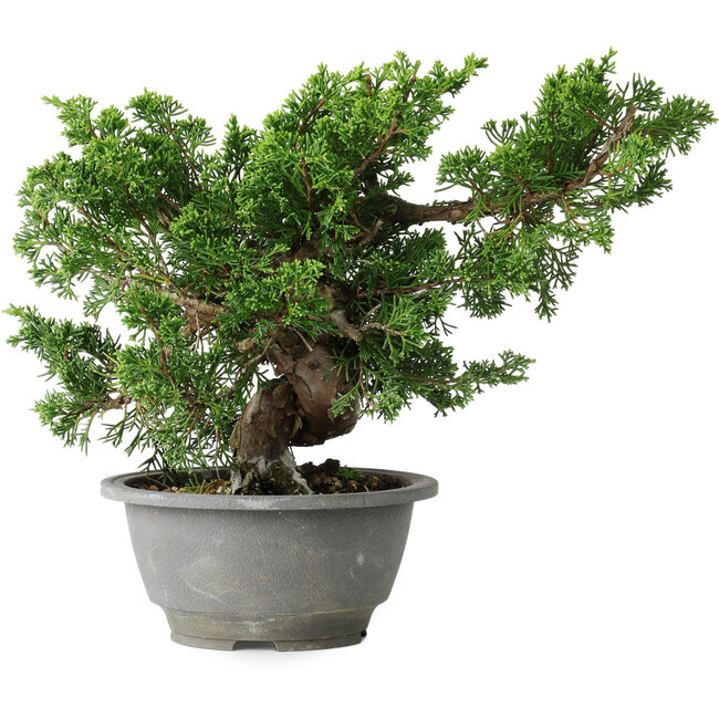Juniperus chinensis Itoigawa, 19,5 cm, ± 20 jaar oud
