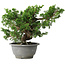 Juniperus chinensis Itoigawa, 19,5 cm, ± 20 jaar oud