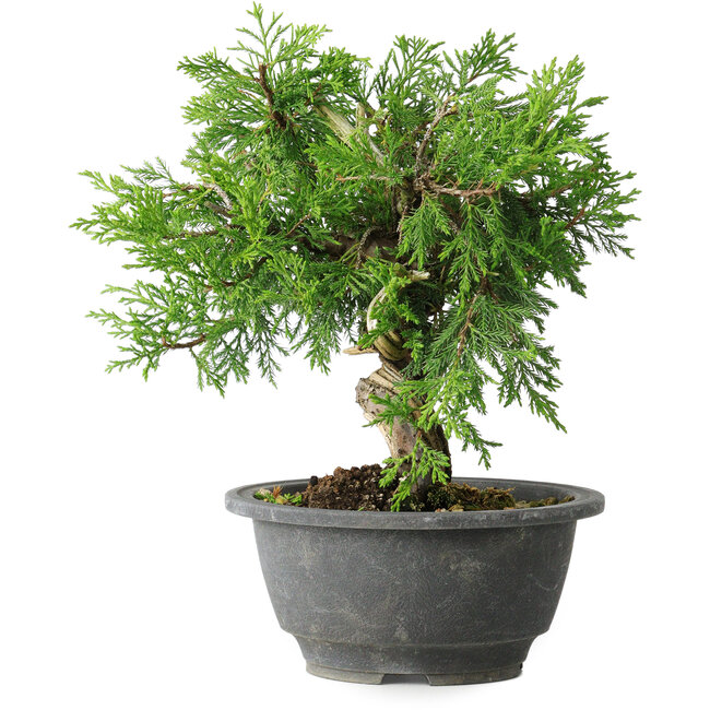 Juniperus chinensis Itoigawa, 19 cm, ± 20 years old