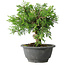Juniperus chinensis Itoigawa, 19 cm, ± 20 Jahre alt
