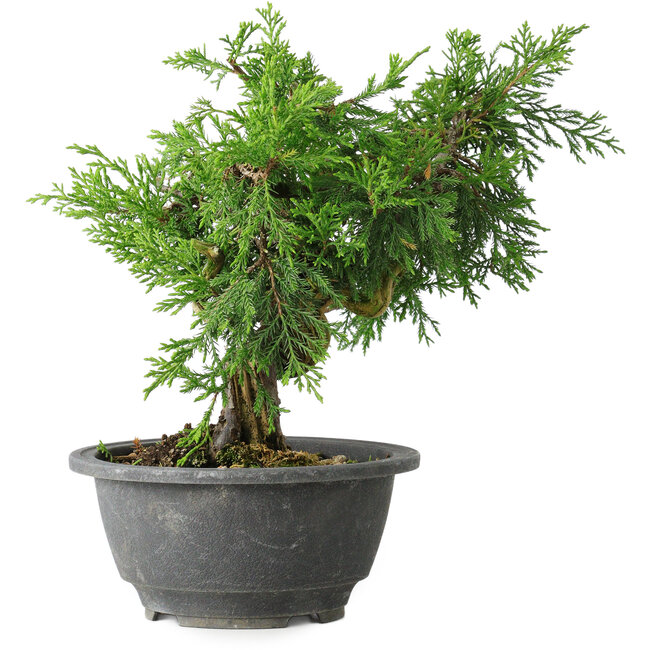 Juniperus chinensis Itoigawa, 19 cm, ± 20 ans