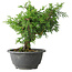 Juniperus chinensis Itoigawa, 19 cm, ± 20 jaar oud