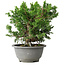 Juniperus chinensis Itoigawa, 19,5 cm, ± 20 jaar oud