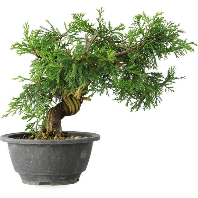 Juniperus chinensis Itoigawa, 19 cm, ± 20 años