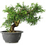 Juniperus chinensis Itoigawa, 19 cm, ± 20 Jahre alt
