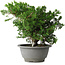 Juniperus chinensis Itoigawa, 19,5 cm, ± 20 jaar oud