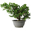 Juniperus chinensis Itoigawa, 19,5 cm, ± 20 jaar oud
