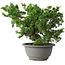 Juniperus chinensis Itoigawa, 19,5 cm, ± 20 jaar oud