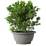 Juniperus chinensis Itoigawa, 19,5 cm, ± 20 jaar oud