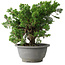Juniperus chinensis Itoigawa, 19,5 cm, ± 20 jaar oud