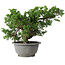 Juniperus chinensis Itoigawa, 19,5 cm, ± 20 jaar oud