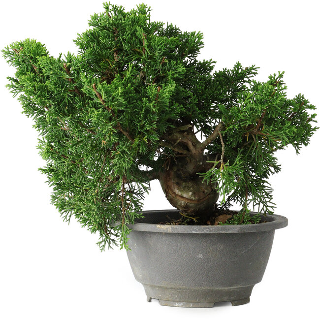 Juniperus chinensis Itoigawa, 20 cm, ± 20 jaar oud