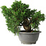 Juniperus chinensis Itoigawa, 20 cm, ± 20 jaar oud