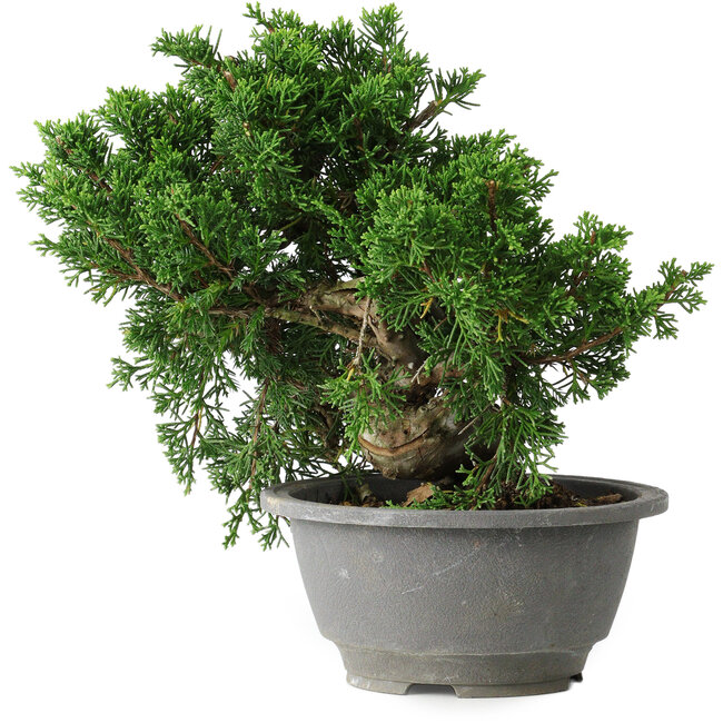 Juniperus chinensis Itoigawa, 20 cm, ± 20 años