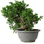 Juniperus chinensis Itoigawa, 20 cm, ± 20 jaar oud
