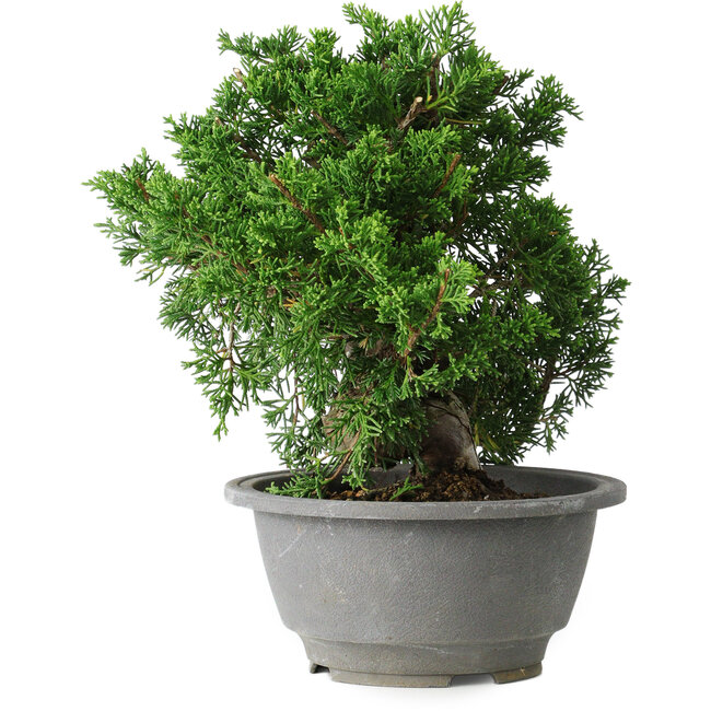 Juniperus chinensis Itoigawa, 20 cm, ± 20 years old