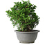 Juniperus chinensis Itoigawa, 20 cm, ± 20 Jahre alt