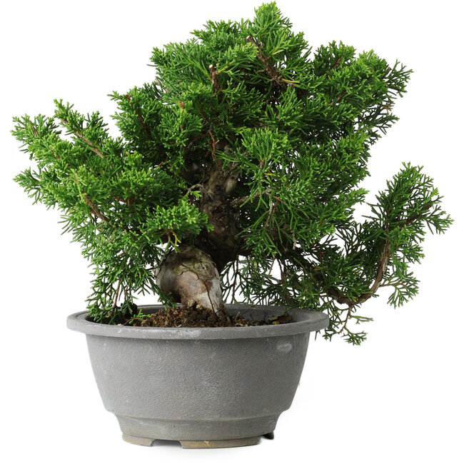 Juniperus chinensis Itoigawa, 20 cm, ± 20 jaar oud
