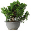 Juniperus chinensis Itoigawa, 20 cm, ± 20 Jahre alt