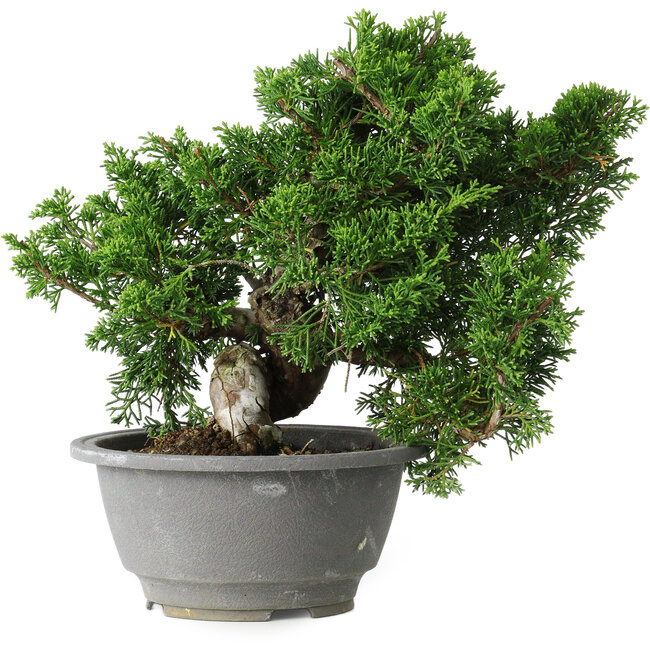 Juniperus chinensis Itoigawa, 20 cm, ± 20 years old