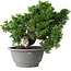 Juniperus chinensis Itoigawa, 20 cm, ± 20 jaar oud