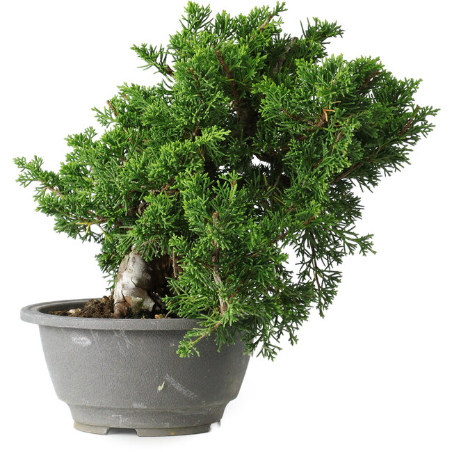 Juniperus chinensis Itoigawa, 20 cm, ± 20 years old