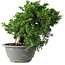 Juniperus chinensis Itoigawa, 20 cm, ± 20 jaar oud