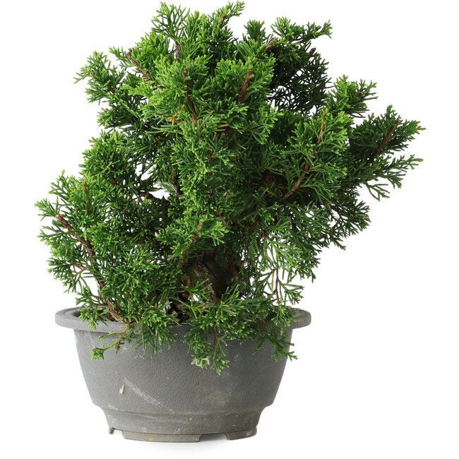Juniperus chinensis Itoigawa, 20 cm, ± 20 Jahre alt