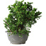 Juniperus chinensis Itoigawa, 20 cm, ± 20 Jahre alt