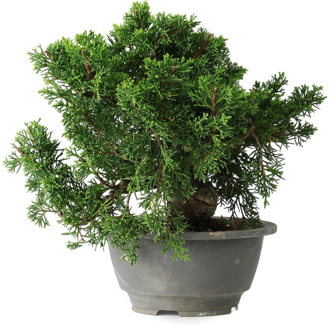 Juniperus chinensis Itoigawa, 20 cm, ± 20 Jahre alt