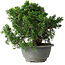 Juniperus chinensis Itoigawa, 20 cm, ± 20 Jahre alt